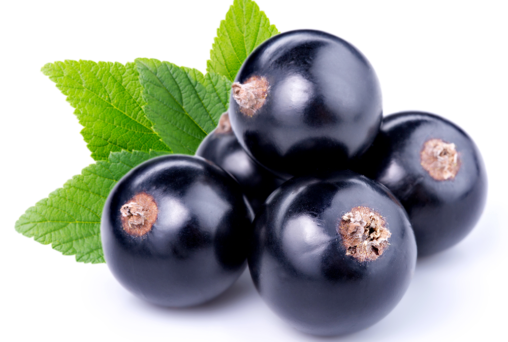 VIVAT RIBES NIGRUM