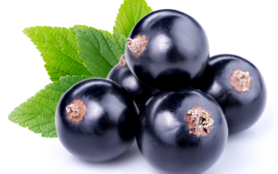 VIVAT RIBES NIGRUM